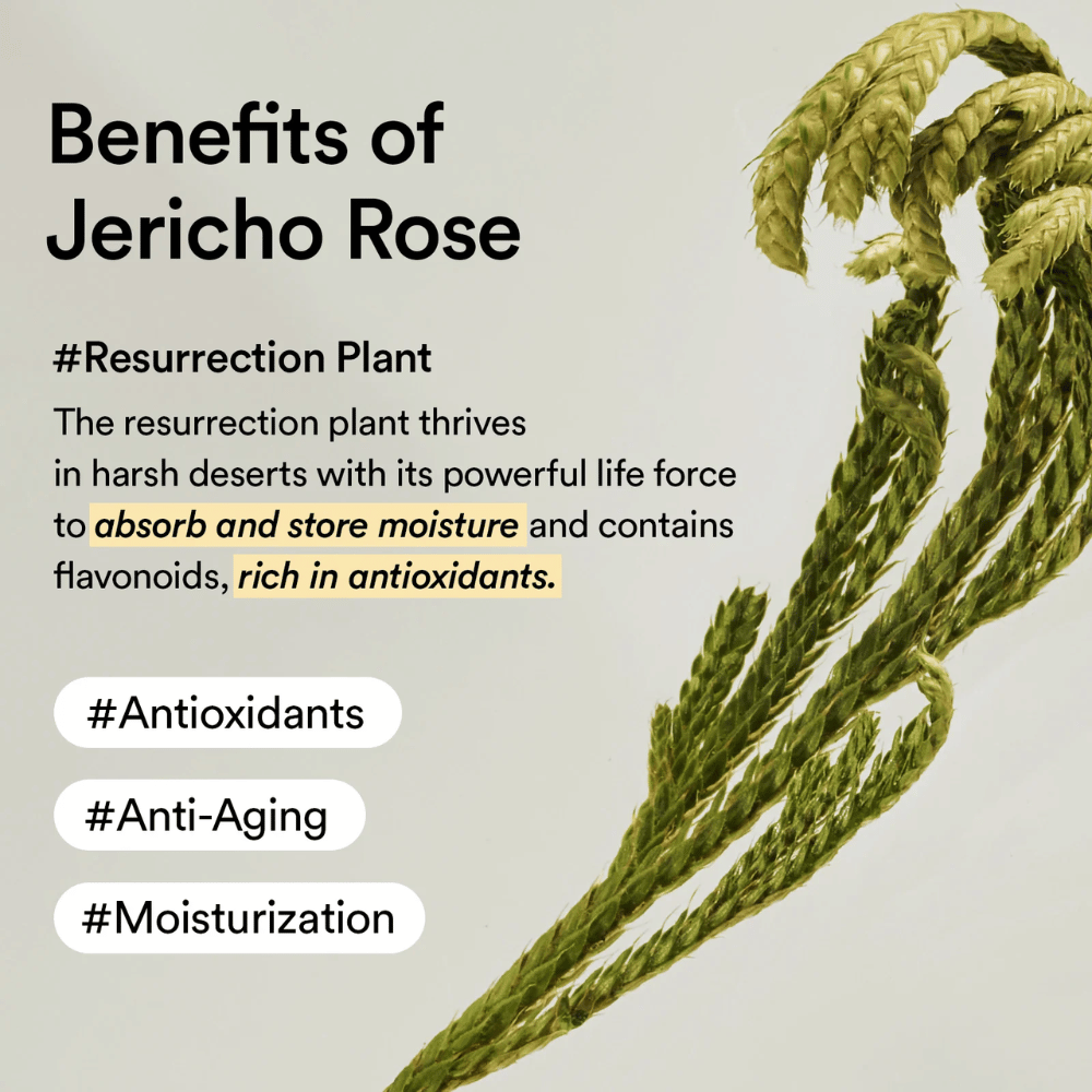 Jericho Rose-planten – en naturlig kilde til antioksidanter og fuktighet. Hjelper huden å bevare elastisitet og motstå aldringstegn.